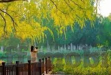 足球比 比分直播-足球比分之战，实时直播下的激情与策略交响曲